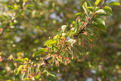 Sophora